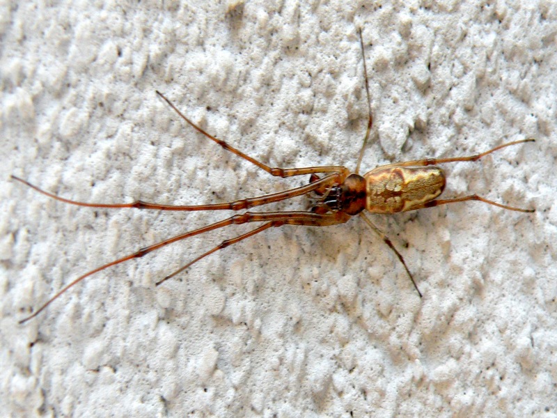 Tetragnatha